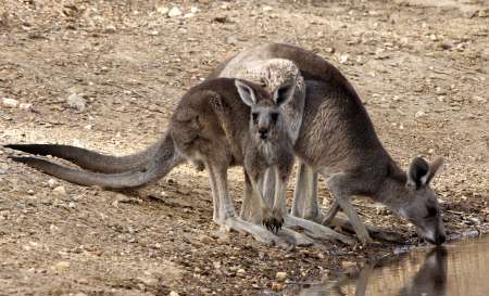 Eastern Grey Kangaroo photographed by Geoff Park.